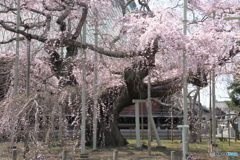 ❜19 般若院・樹齢400年桜