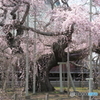 ❜19 般若院・樹齢400年桜