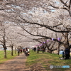 福岡堰の桜 ～ トンネルざくら ～