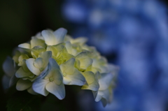 紫陽花の囁き！
