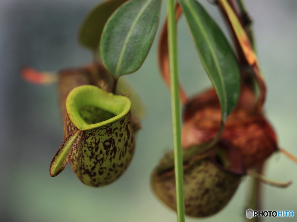 食虫植物・ツボウツボカズラ