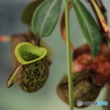 食虫植物・ツボウツボカズラ