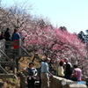 ❜18 筑波山梅まつり～梅林木道～