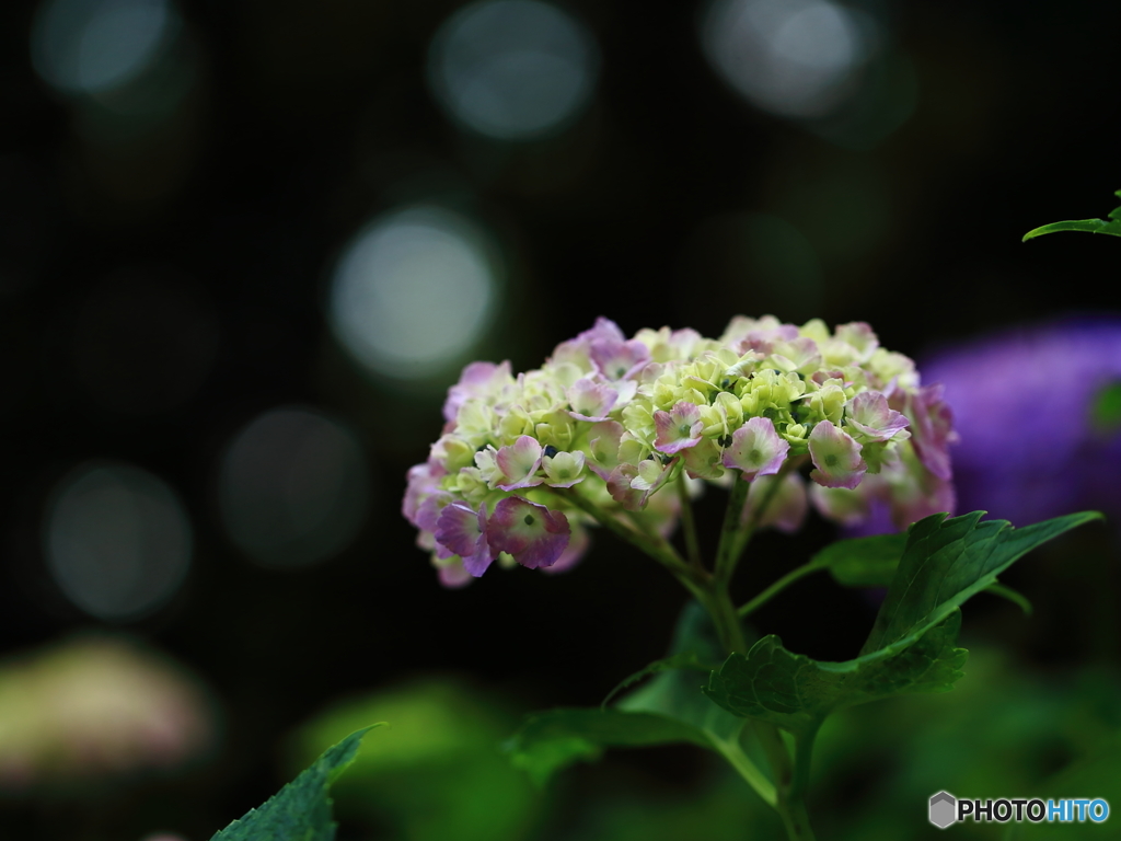 牛久浄苑・紫陽花Ⅵ