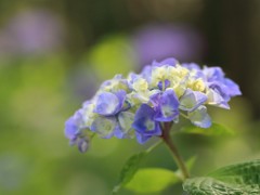 牛久浄苑・紫陽花Ⅶ