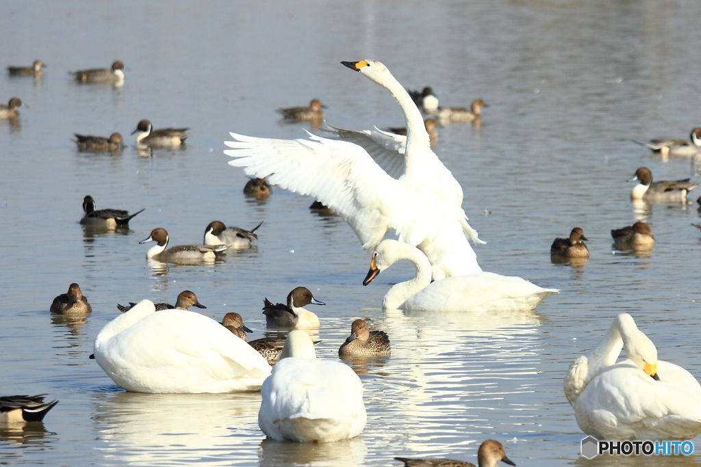 白鳥の郷