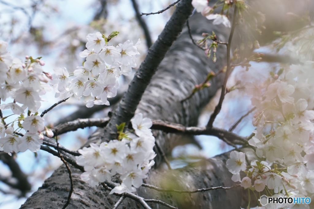 SAKURA