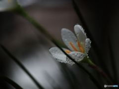 雨衣