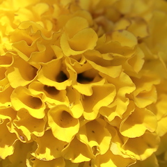 黄金の花