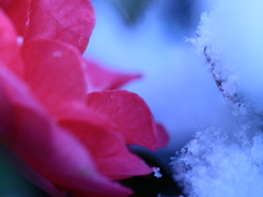 雪の精！