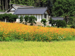 里山の初秋。