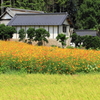 里山の初秋。