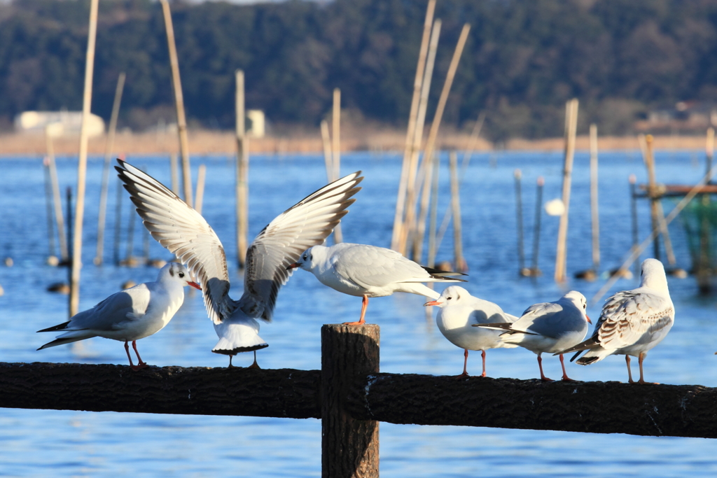 水鳥の楽園ーゆりかもめⅠ
