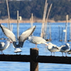 水鳥の楽園ーゆりかもめⅠ