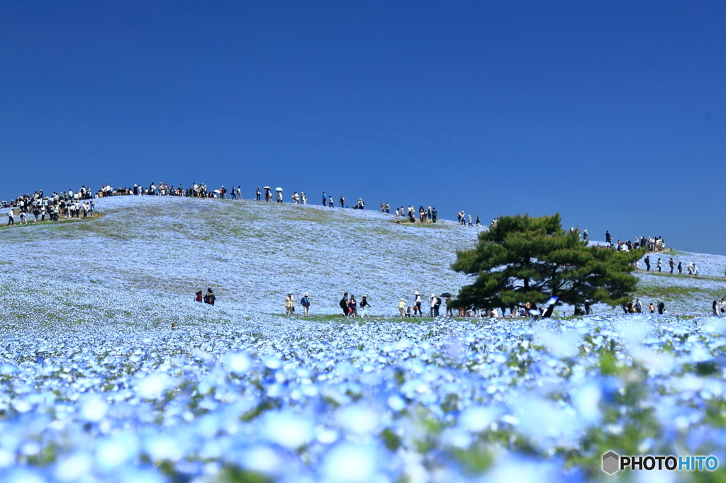 ひたち海浜公園・ネモフィラ