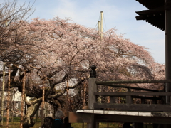 江戸彼岸の枝垂れ桜