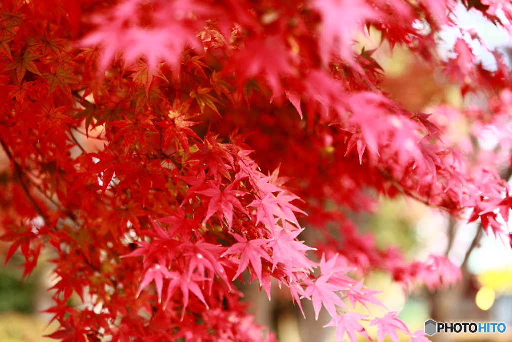 紅葉Ⅱ