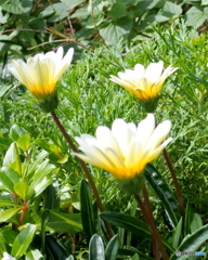 花壇に映える