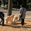 公園の秋 - ゴールデンリトリバー -