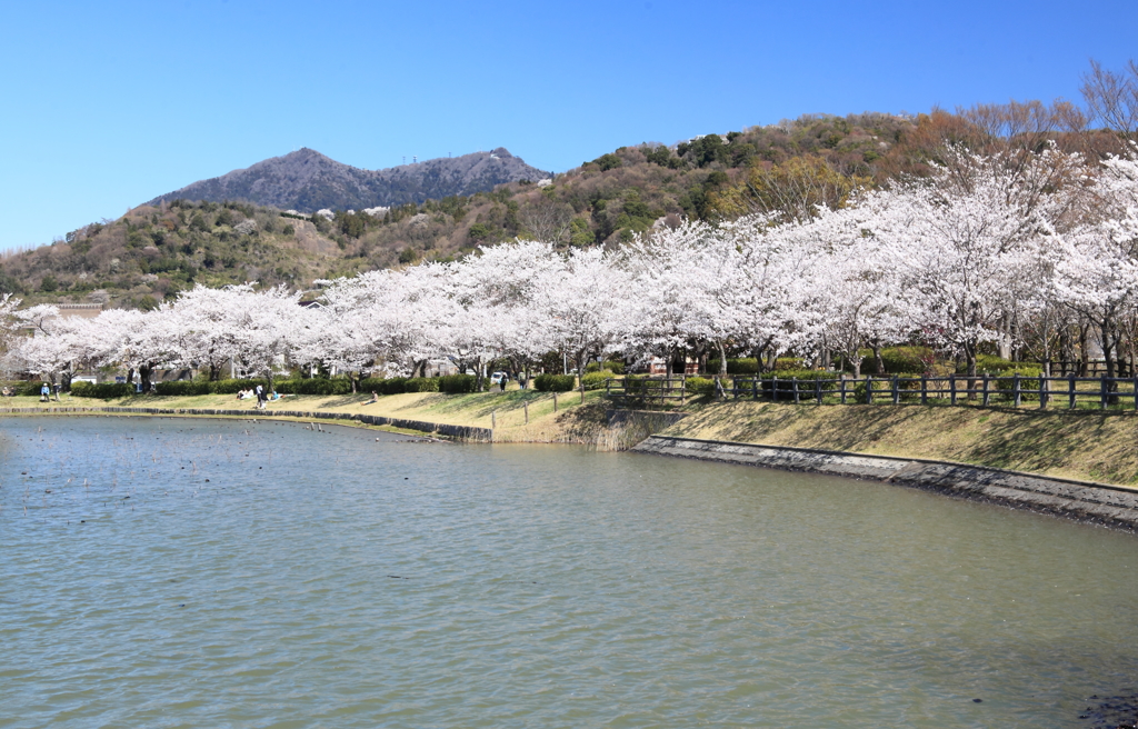 近隣桜名所めぐり 《 北条大池 》