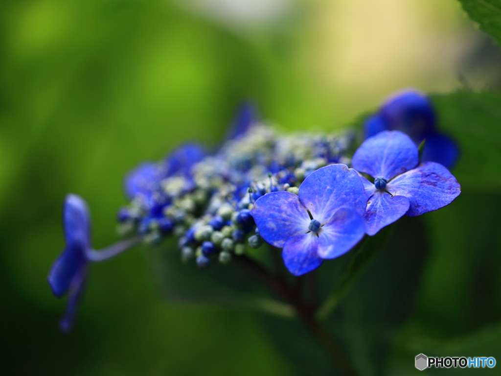 牛久浄苑・紫陽花Ⅳ