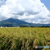 筑波山麓・田園風景Ⅲ
