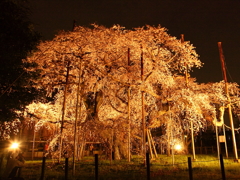 樹齢四百余年・夜桜