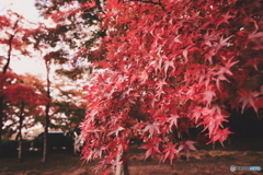 あの時の・・・紅葉