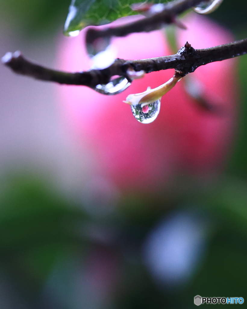 水滴に閉じ込めて