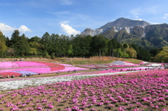 花の絨毯