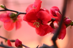 真紅の希望！