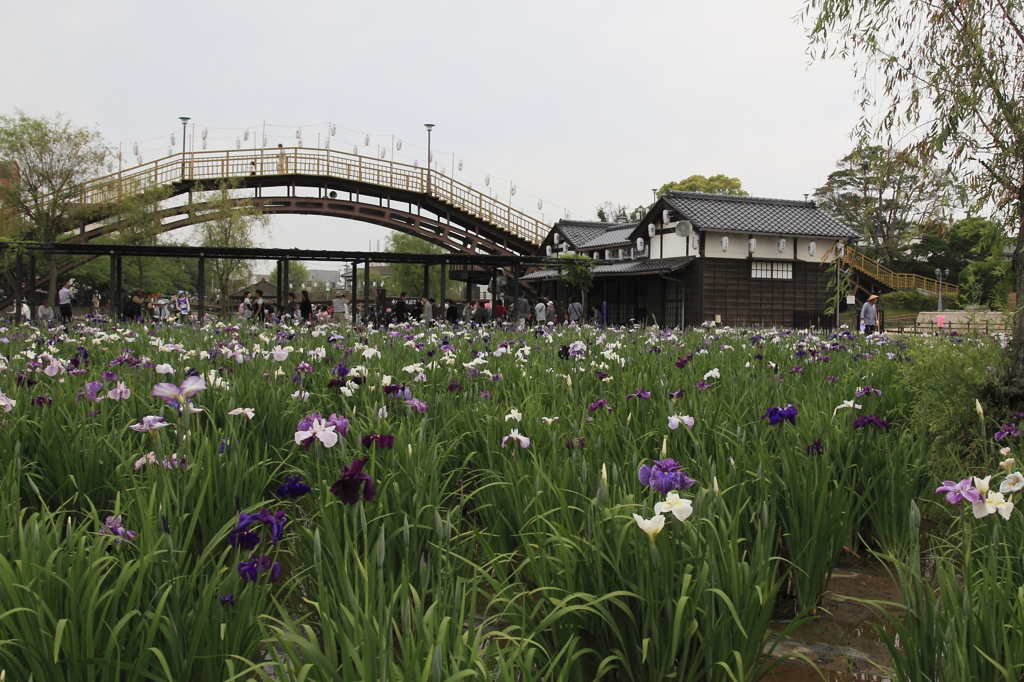 潮来　花菖蒲
