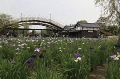 潮来　花菖蒲