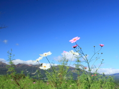 那須連山とコスモス