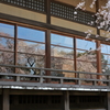 硝子枝垂れ桜