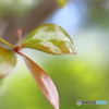 芽吹き