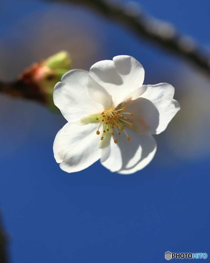 さくら・町内公園