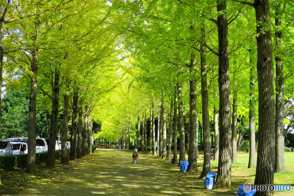 記念公園の銀杏並木