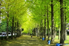 記念公園の銀杏並木