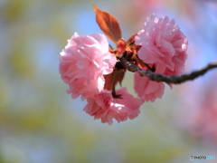公園の春ー八重桜