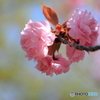 公園の春ー八重桜