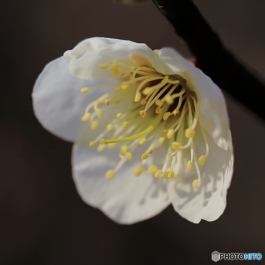 梅花の歌・・・「令和」