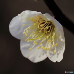 梅花の歌・・・「令和」