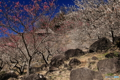 筑波山梅林・筑波石