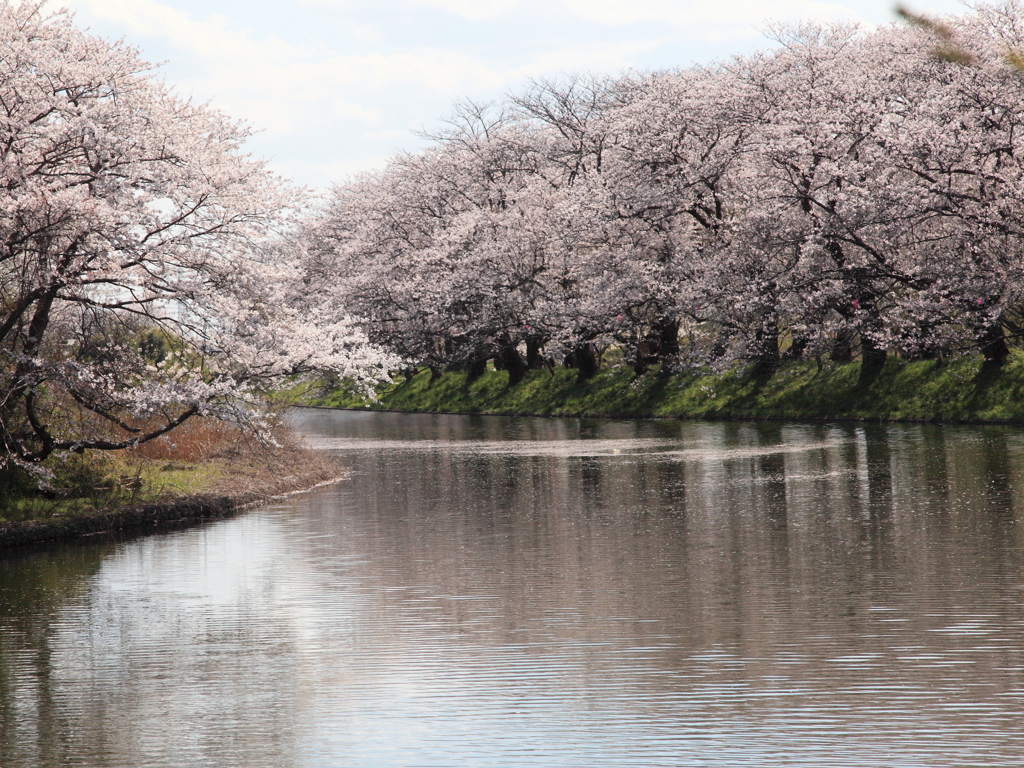 近隣桜名所めぐり 《 福岡堰Ⅲ 》