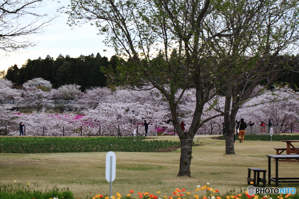 牛久浄苑・庭園