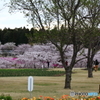 牛久浄苑・庭園