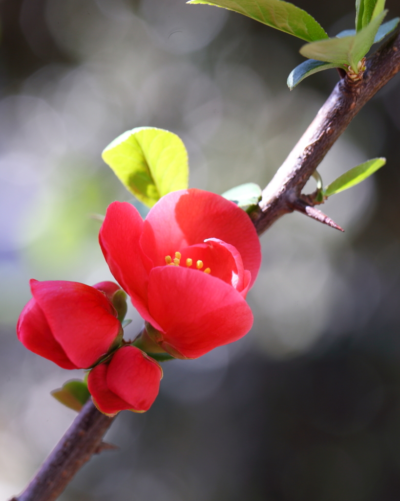 木瓜