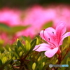 公園散策〈つつじ〉