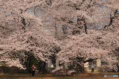 学園の桜